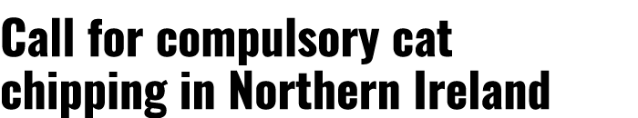 Call for compulsory cat chipping in Northern Ireland