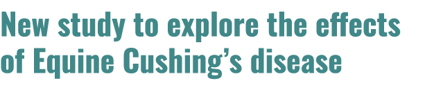 New study to explore the effects of Equine Cushing’s disease 