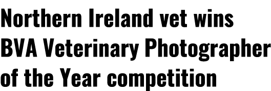 Northern Ireland vet wins BVA Veterinary Photographer of the Year competition 