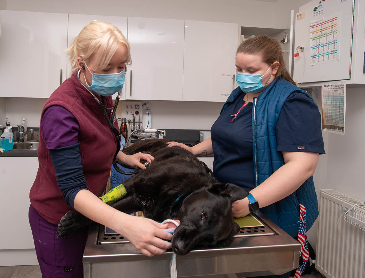 Vet Aoife Morrow and ANA Tabitha Flanagan.