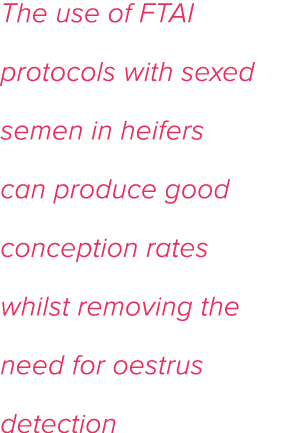 The use of FTAI protocols with sexed semen in heifers can produce good conception rates whilst removing the need for    