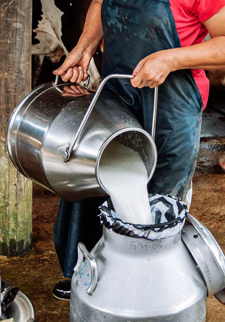 Asian farmer pouring fresh milk from milk churn container can into another  Local dairy farm in Thailand