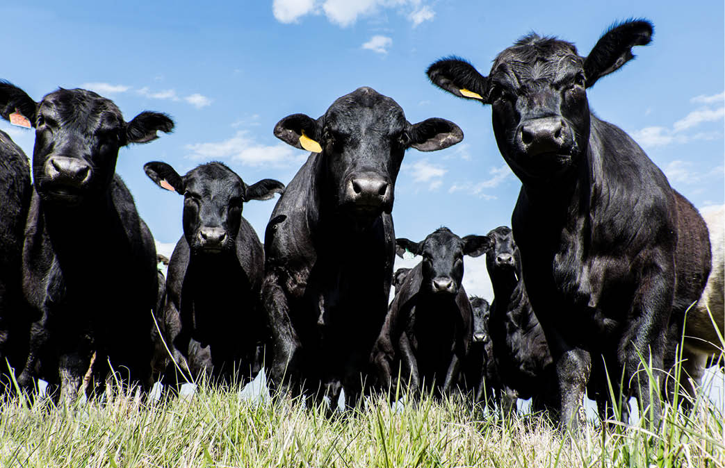 Black Angus bull and heifers shot close up from a low angle with blue sky background
