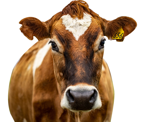 Brown cow staring at me