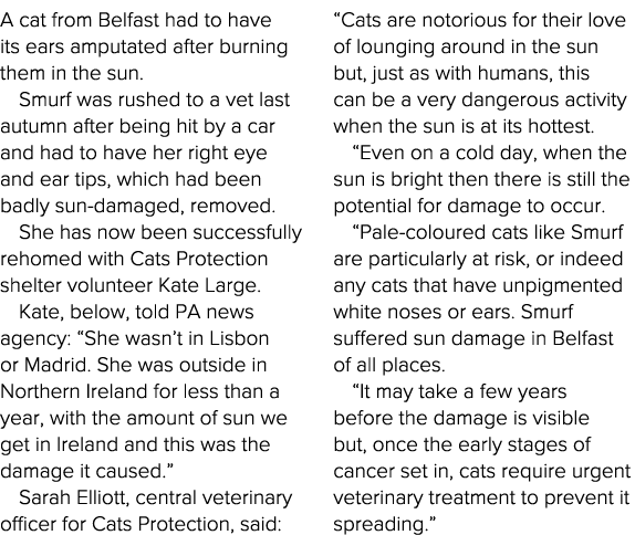 A cat from Belfast had to have its ears amputated after burning them in the sun  Smurf was rushed to a vet last autum   