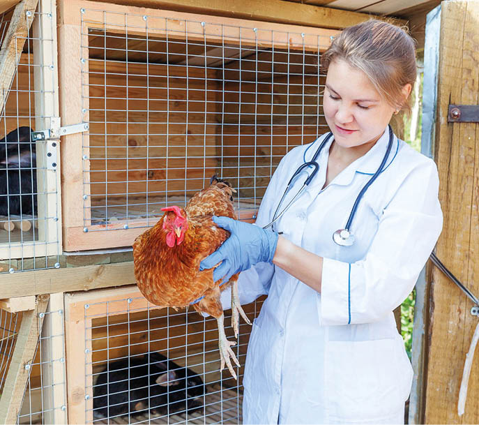 Happy young veterinarian woman with stethoscope holding and examining chicken on ranch background  Hen in vet hands for check up in natural eco farm  Animal care and ecological farming concept