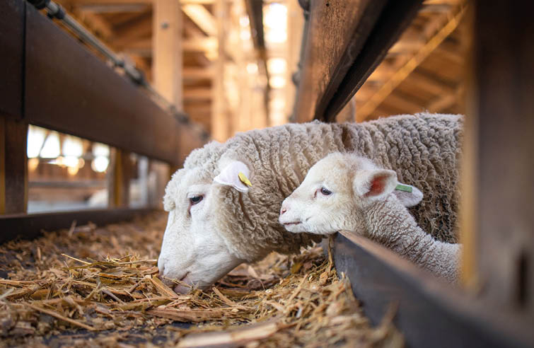 Sheep and cute baby lamb together eating organic food at the farm  Lovely domestic animals best moments 