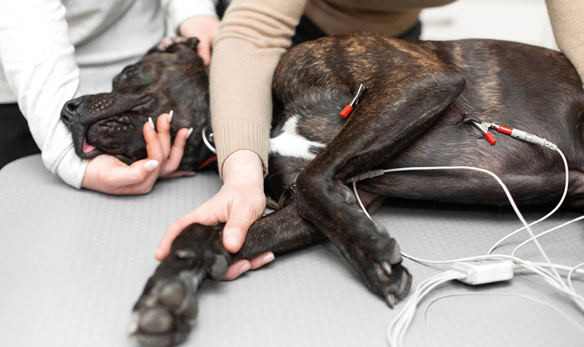 Black dog electrocardiogram exam in pet clinic 