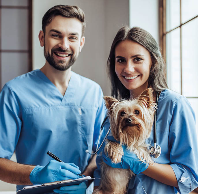 Handsome doctor veterinarian and his attractive assistant at vet clinic are examining little dog Yorkshire Terrier, smiling and looking at camera 