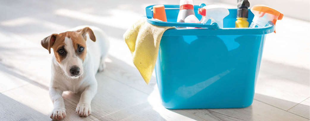 A smart, calm puppy lies next to a blue bucket of cleaning products in the kitchen  A set of detergents and a rag for home cleaning and a small dog on a wooden floor in the apartment  No people 