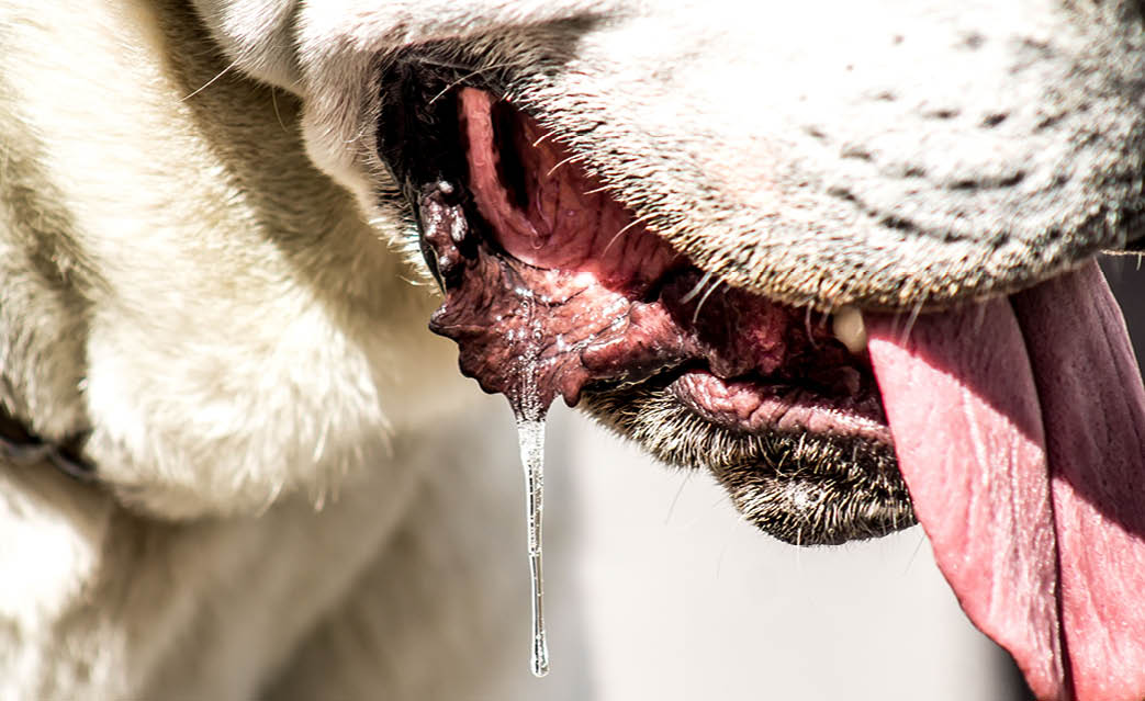 Caucasian Shepherd Alabai Large