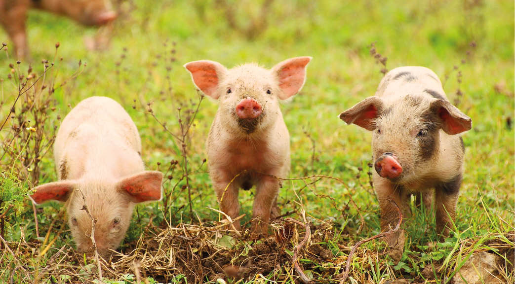 Three little piglets in nature