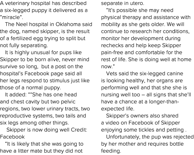 A veterinary hospital has described a six-legged puppy it delivered as a  miracle   The Neel hospital in Oklahoma sai   