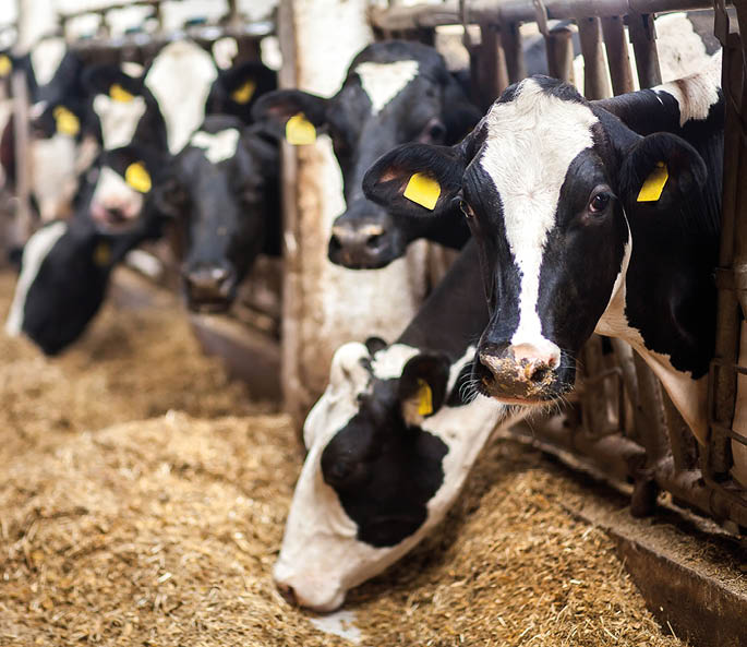 Cows on Farm  Black and white cows eating hay in the stable 