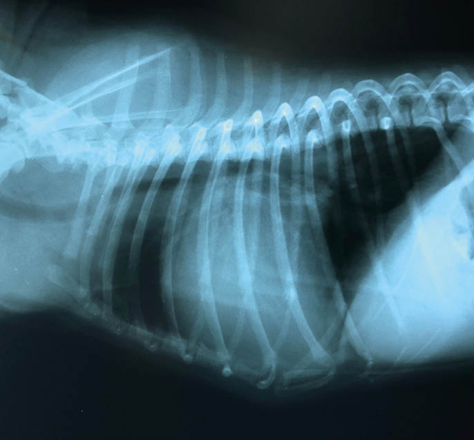 Closed up to the photo of dog chest that can see big heart and clear lung