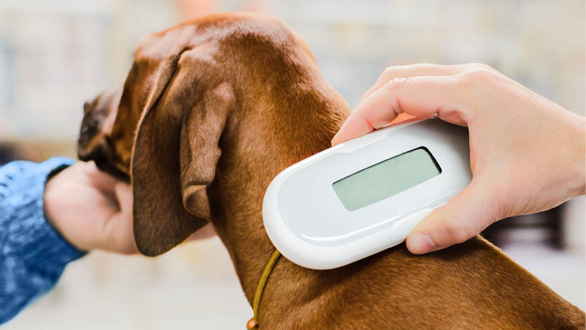 Veterinarian checking microchip implant under rhodesian ridgeback dog puppy skin in vet clinic, scanner device close up
