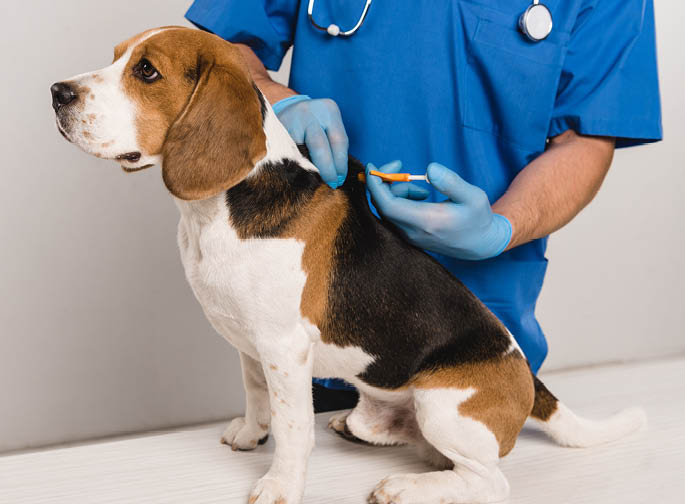 cropped view of veterinarian in blue coat microchipping beagle dog with syringe