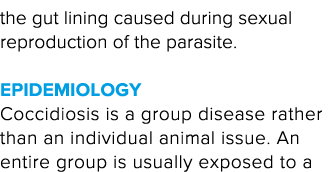 the gut lining caused during sexual reproduction of the parasite  Epidemiology Coccidiosis is a group disease rather    