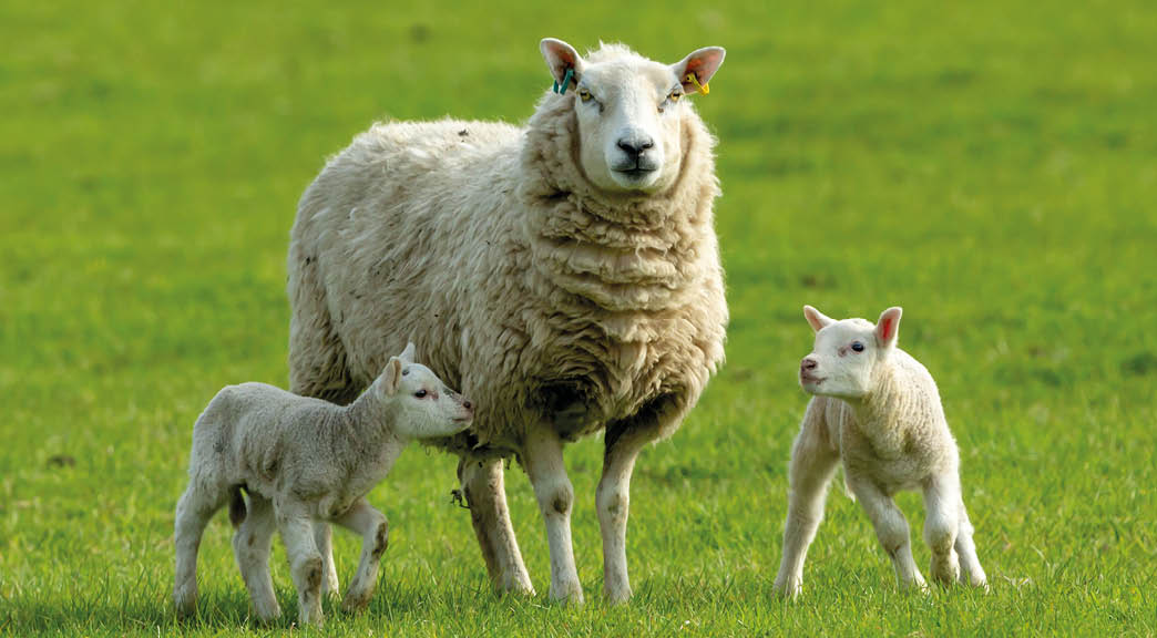Ewe, a female sheep with her twin newborn lambs in Springtime   Facing forward in green meadow   Concept: a mother's love   Landscape, Horizontal  Space for copy  Yorkshire Dales  UK