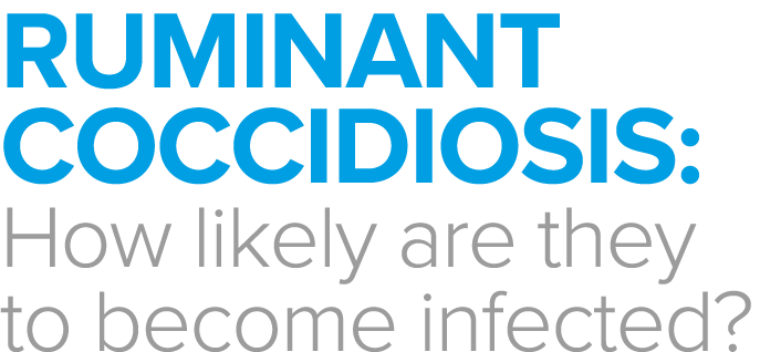 Ruminant Coccidiosis: How likely are they to become infected 