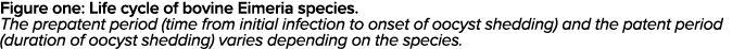 Figure one: Life cycle of bovine Eimeria species  The prepatent period (time from initial infection to onset of oocys   