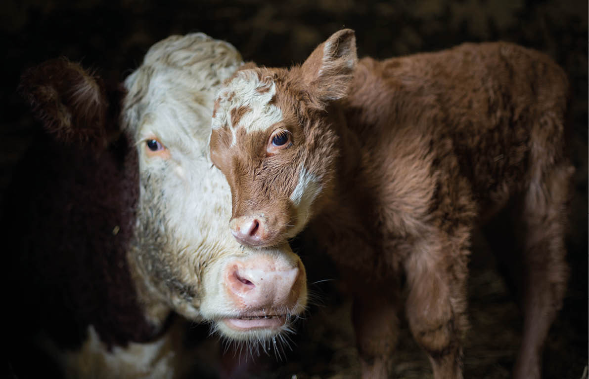 Cow and calf photographed on my grandparents farm  A moment where the calf seeks comfort from its mother 