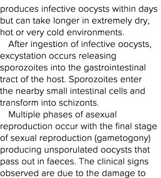 produces infective oocysts within days but can take longer in extremely dry, hot or very cold environments  After ing   