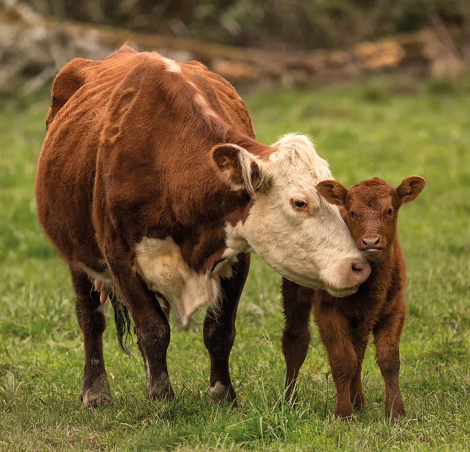 Momma Cow and Calf