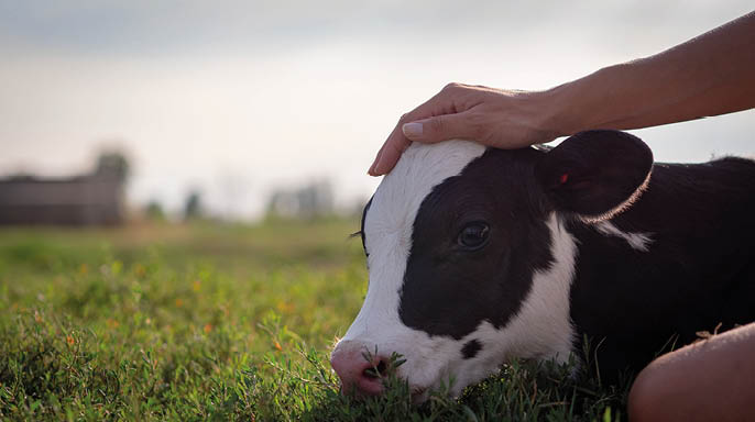 Authentic close up shot of young woman farmer hand is caressing  an ecologically grown newborn calf used for biological milk products industry on a green lawn of a countryside farm with a sun shining 