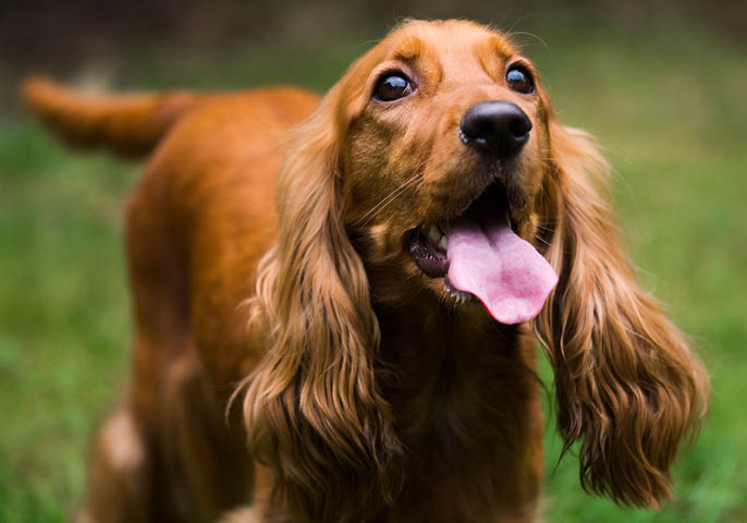 Brown spaniel dog 