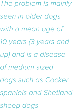 The problem is mainly seen in older dogs with a mean age of 10 years (3 years and up) and is a disease of medium size   