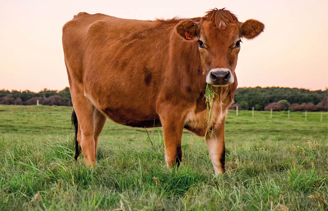 Jersey heifer in field at dusk