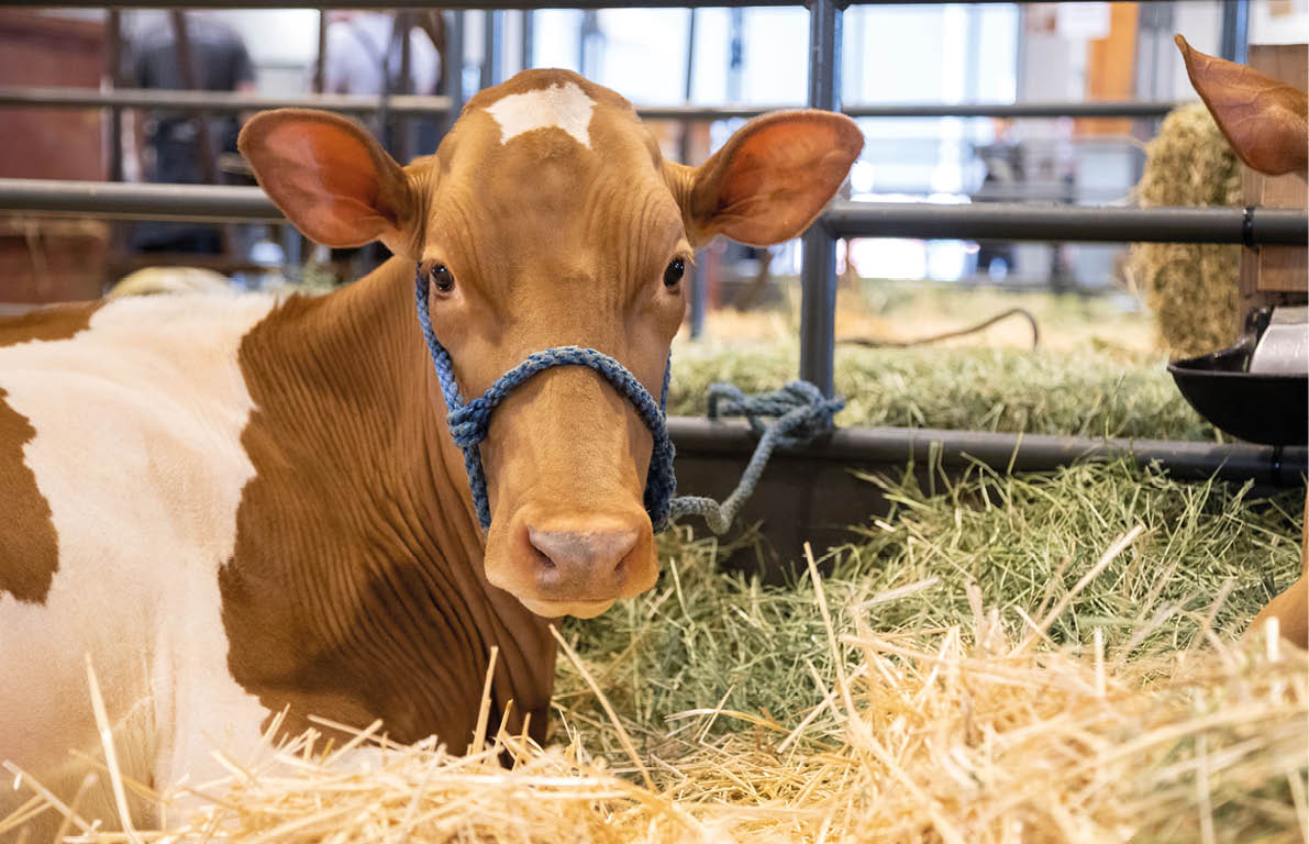 Heifer dairy cow laying in a bed of straw at an indoor milking barn, with space for text on the right