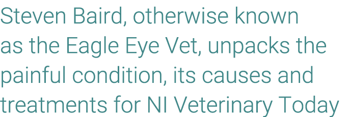 Steven Baird, otherwise known as the Eagle Eye Vet, unpacks the painful condition, its causes and treatments for NI V...