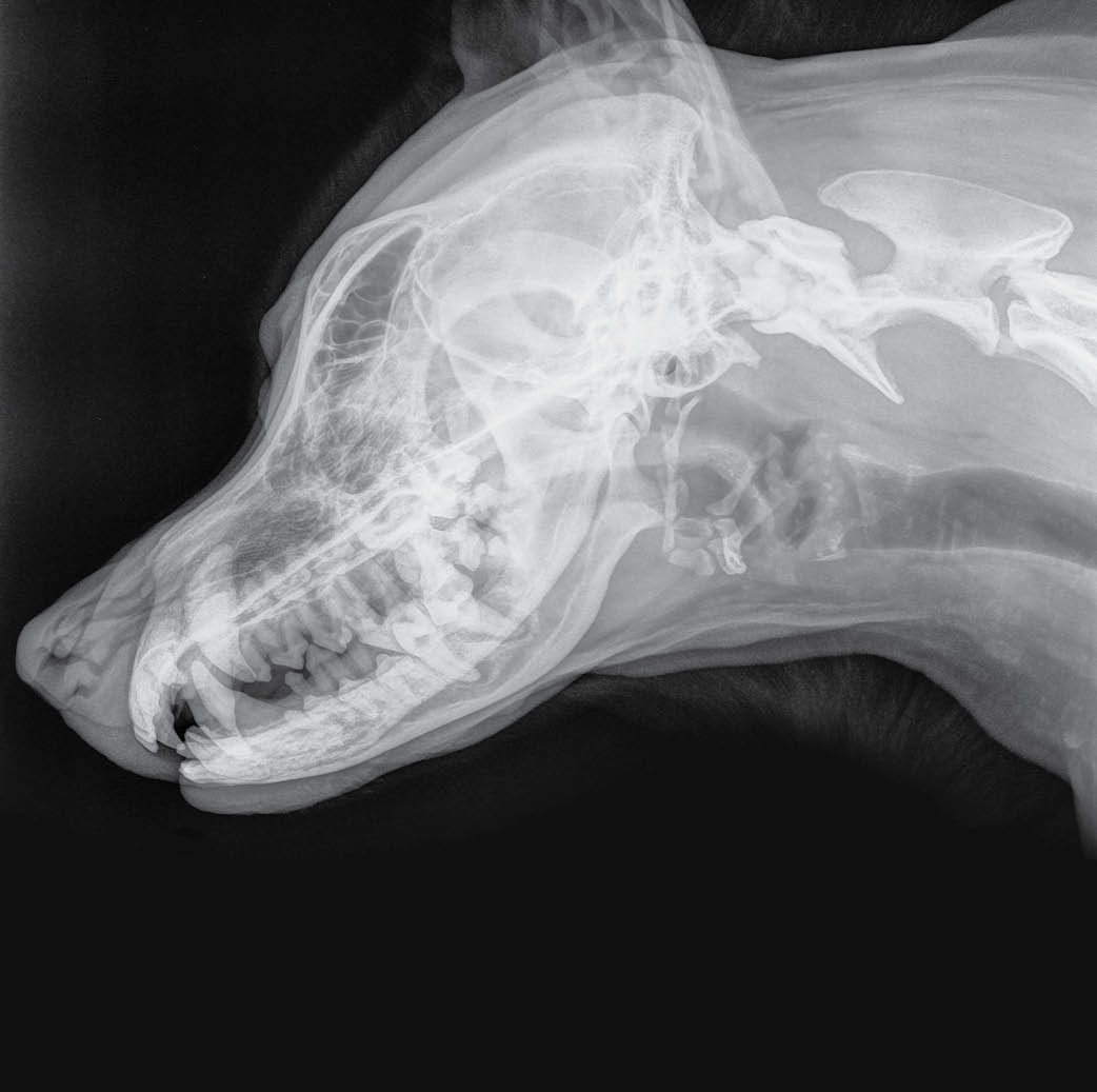 X-ray of the skull of a large dog, side view. Black and white photo