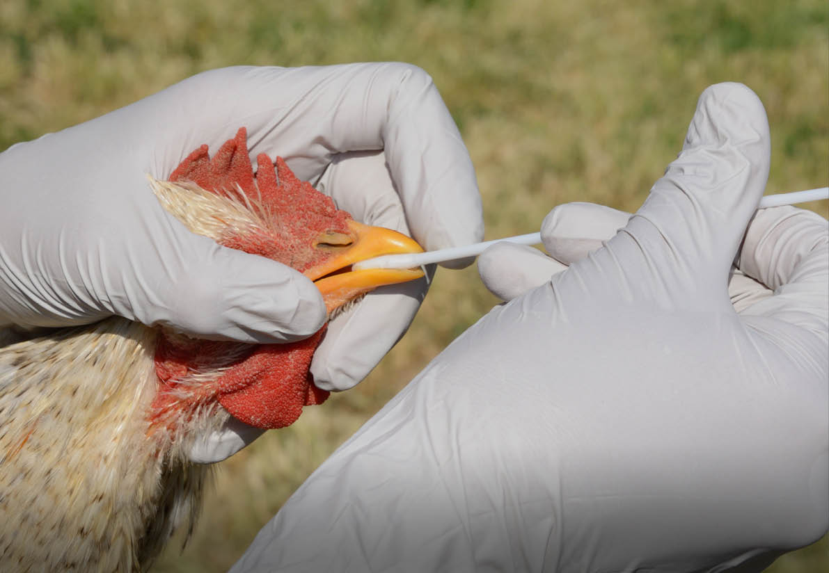 Swabbing barred rock mix breed rooster to test for avian influenza