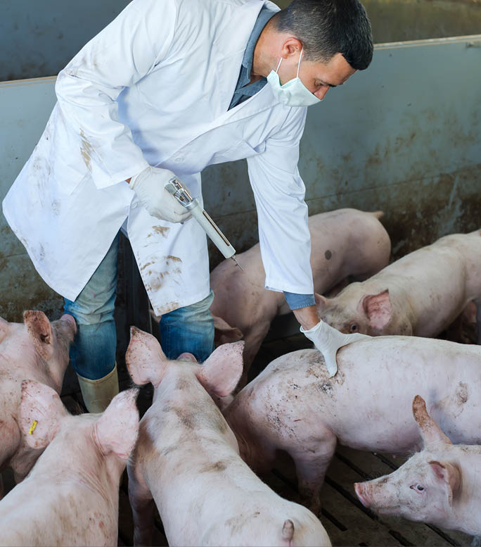 Male veterinarian in white coat making injection with drug to domestic pigs on farm
