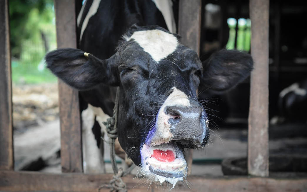 Clinical sign with foot and mouth disease (FMD)