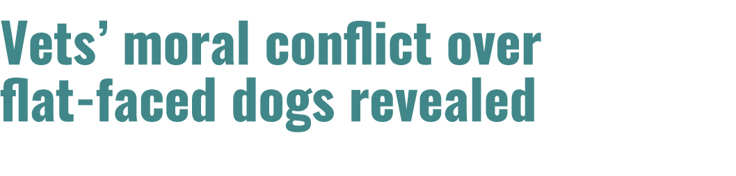 Vets’ moral conflict over flat-faced dogs revealed