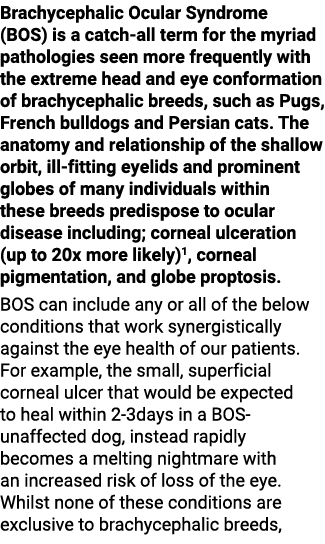 Brachycephalic Ocular Syndrome (BOS) is a catch-all term for the myriad pathologies seen more frequently with the ext...