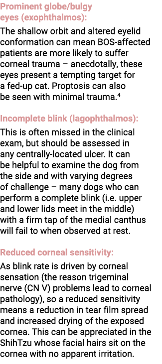 Prominent globe/bulgy eyes (exophthalmos): The shallow orbit and altered eyelid conformation can mean BOS-affected pa...