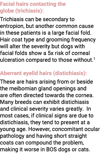 Facial hairs contacting the globe (trichiasis): Trichiasis can be secondary to entropion, but another common cause in...