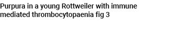 Purpura in a young Rottweiler with immune mediated thrombocytopaenia fig 3 