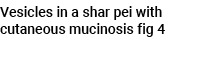 Vesicles in a shar pei with cutaneous mucinosis fig 4 