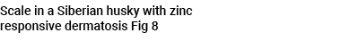 Scale in a Siberian husky with zinc responsive dermatosis Fig 8 