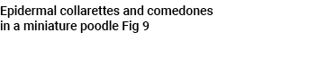 Epidermal collarettes and comedones in a miniature poodle Fig 9 