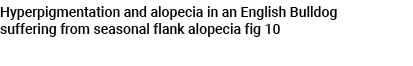 Hyperpigmentation and alopecia in an English Bulldog suffering from seasonal flank alopecia fig 10 
