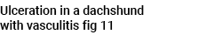 Ulceration in a dachshund with vasculitis fig 11 