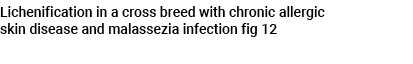 Lichenification in a cross breed with chronic allergic skin disease and malassezia infection fig 12 