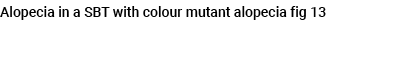 Alopecia in a SBT with colour mutant alopecia fig 13 
